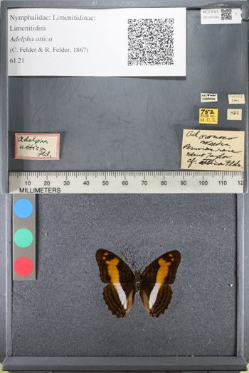 Media type: image;   Entomology 141030